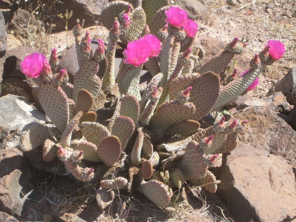 desert blooms